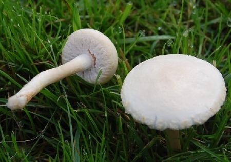 Agrocybe paludosa